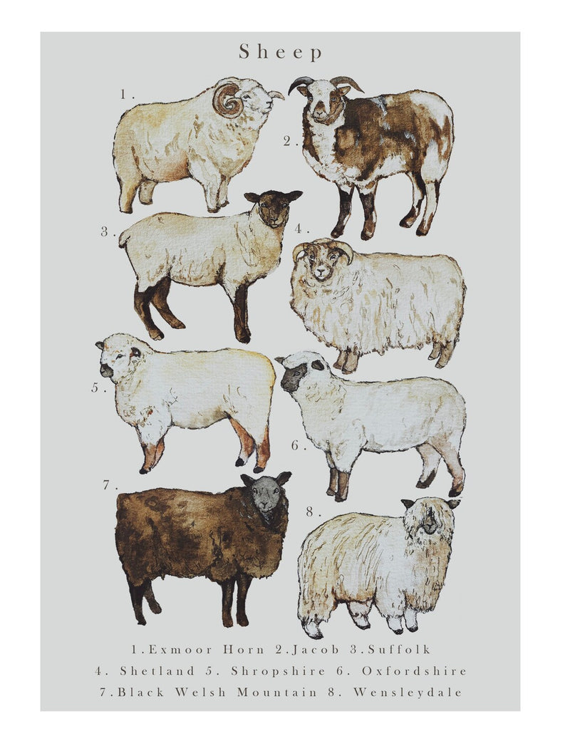 LambLittle: Breeds of Sheep Illustration Print